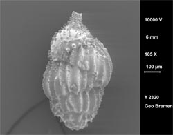 Uvigerina: concha microscópica de espécime encontrado nos sedimentos marinhos, cuja composição química e isotópica possibilita fazer reconstituições paleoclimáticas.