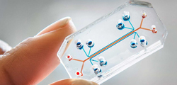 orgaos-humanos-em-um-chip temproario