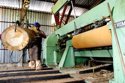 A atividade ilegal de extração de madeira nativa contribui para a redução de espécies nativas e em extinção.