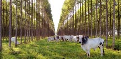 O setor agrícola representa cerca de 7% de participação no mercado mundial.