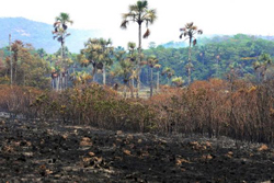 Brigadistas e voluntários trabalharam 24 horas por dia para combater o incêndio no Parque Nacional da Chapada dos Veadeiros.