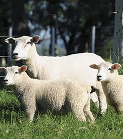 Pesquisadores buscam levar ao mercado novas opções de consumo dessa carne.