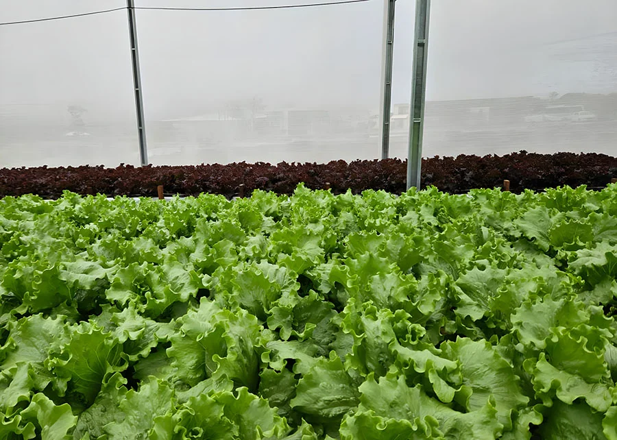 Jornal Empresas & Negócios