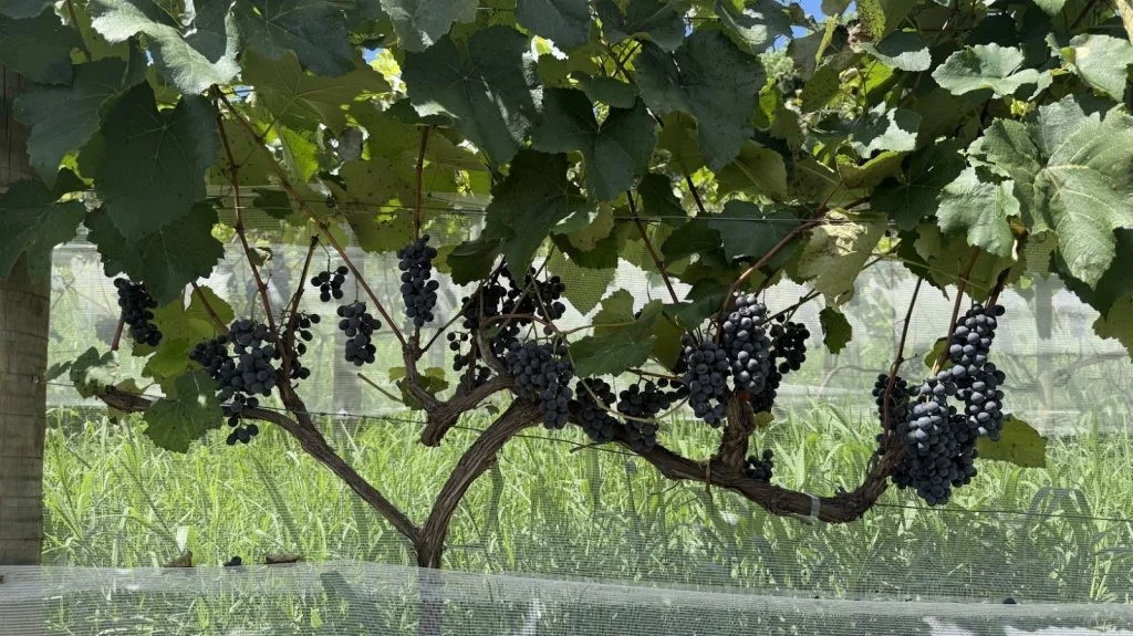 Jornal Empresas & Negócios