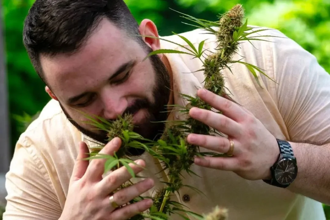 O “ouro verde” do Nordeste: a nova fronteira bilionária da cannabis no Brasil